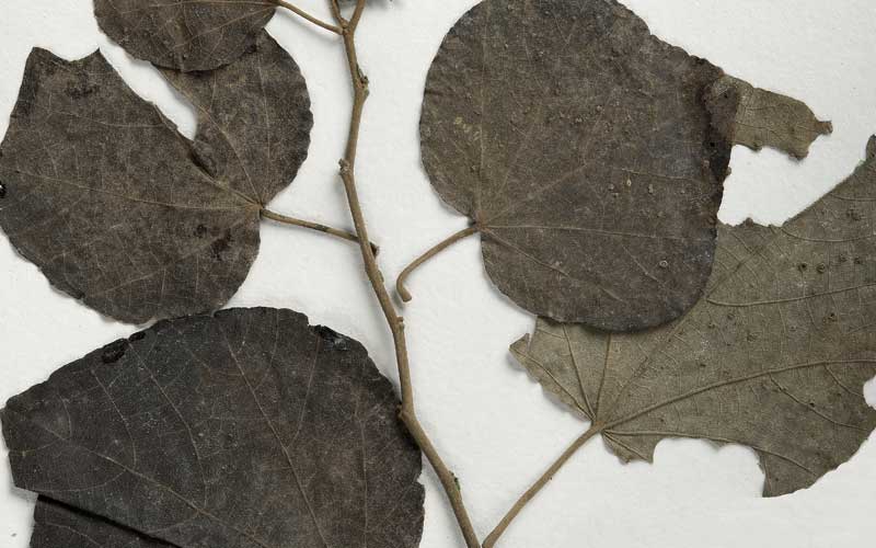 Biju Mukherjee Natural Dye Photography