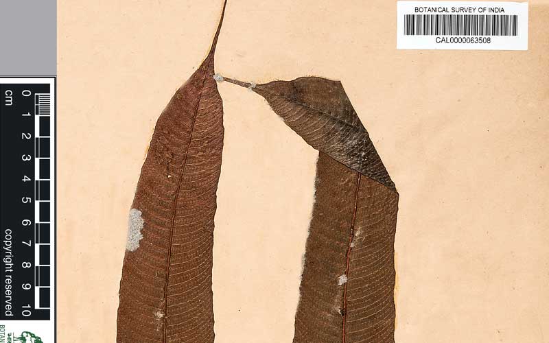 Biju Mukherjee Natural Dye Photography