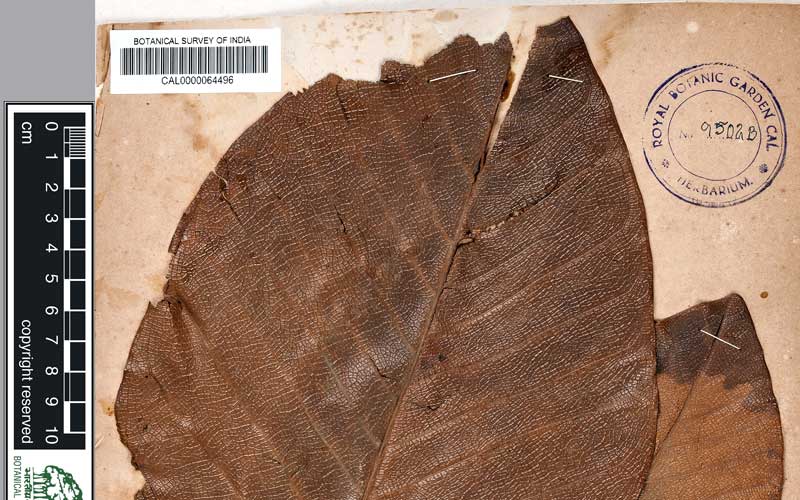 Biju Mukherjee Natural Dye Photography