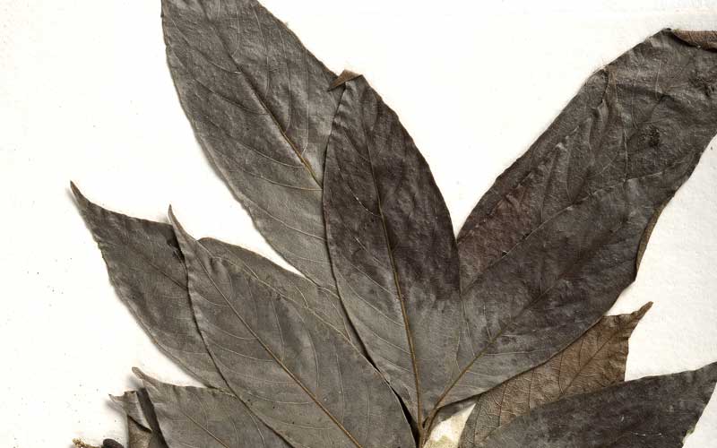 Biju Mukherjee Natural Dye Photography