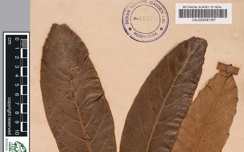 Biju Mukherjee Natural Dye Photography